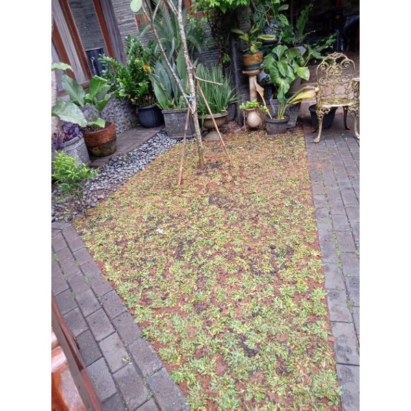 Jual pemasangan rumput gajah mini | Shopee Indonesia