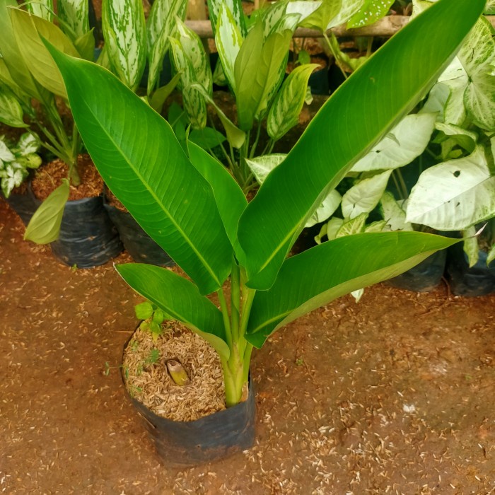 Jual Tanaman Hias Calathea Pisang Heliconia Colinsiana Jj Shopee Indonesia