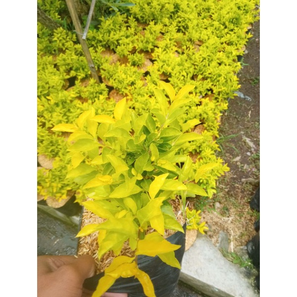 Jual daun kemiti/teh tehan kuning | Shopee Indonesia