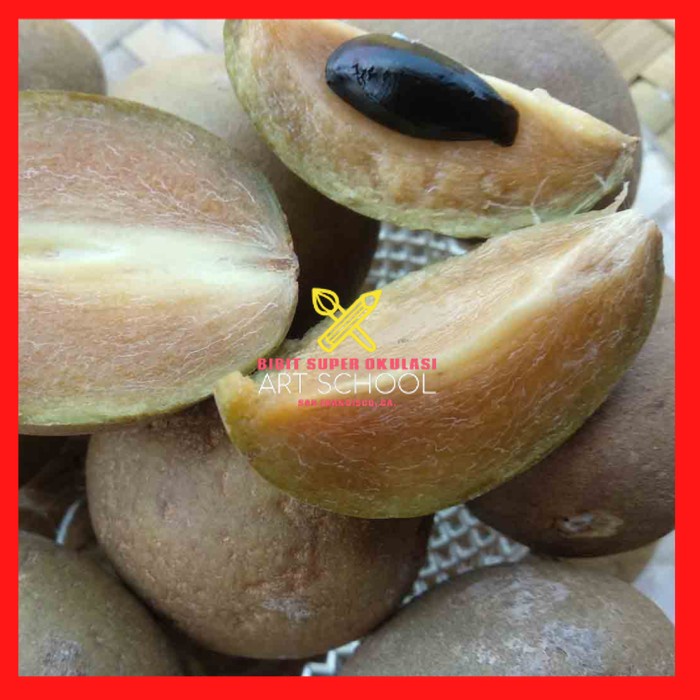 Jual Kwalitas Terbaik Bibit Tanaman Buah Sawo Manila Viral Shopee