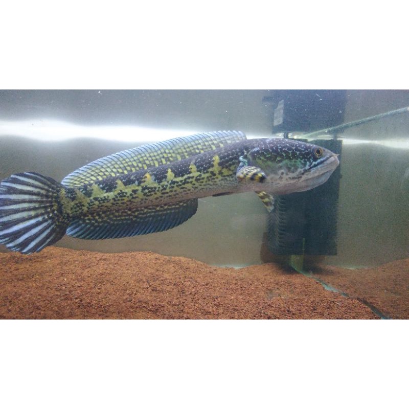 Jual Channa auranti 23cm | Shopee Indonesia