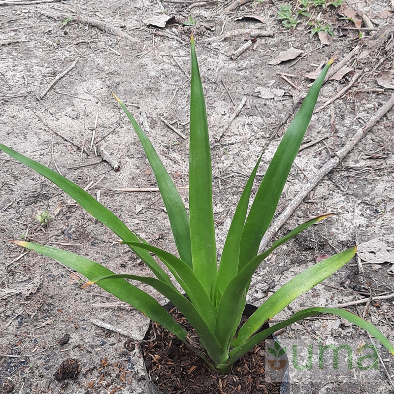 Jual Tanaman Hias Pandan Bali I Cordyline Australis Shopee Indonesia