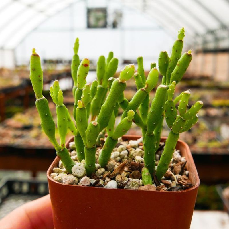 Jual Sukulen Rhipsalis | Shopee Indonesia