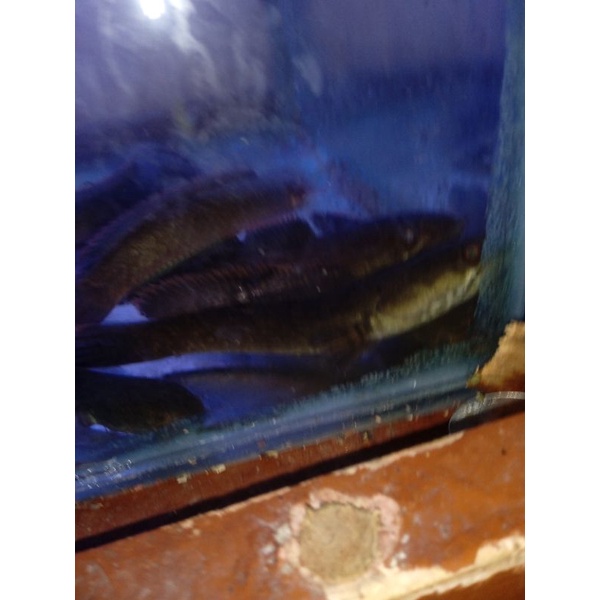Jual ikan channa limbata | Shopee Indonesia