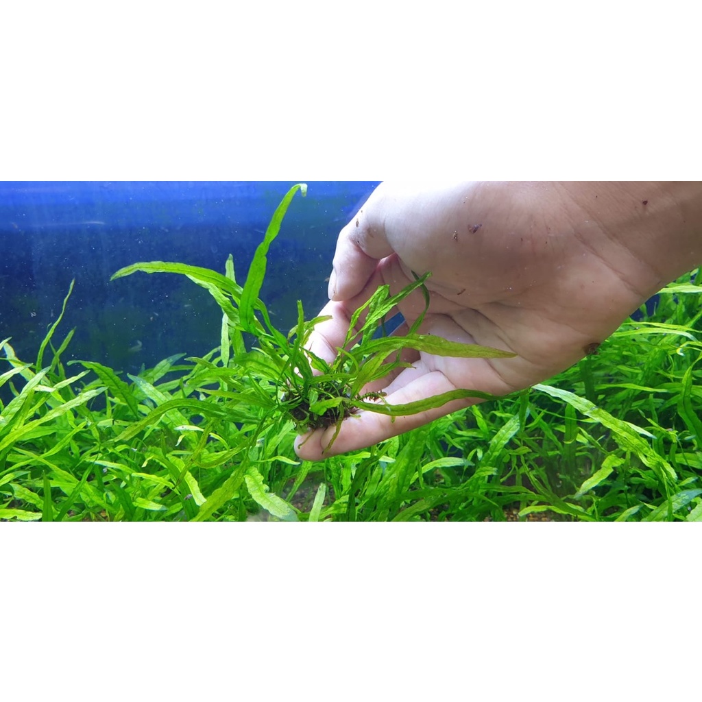 Jual Tanaman Kadaka Needle Mini | Shopee Indonesia
