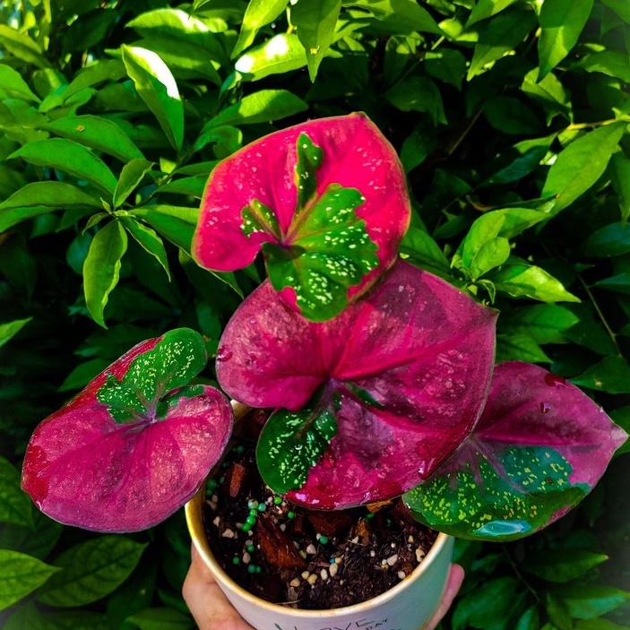 Jual Tanaman Hias Hidup/Tanaman Pelita Merah/Tanaman Caladium Subur ...