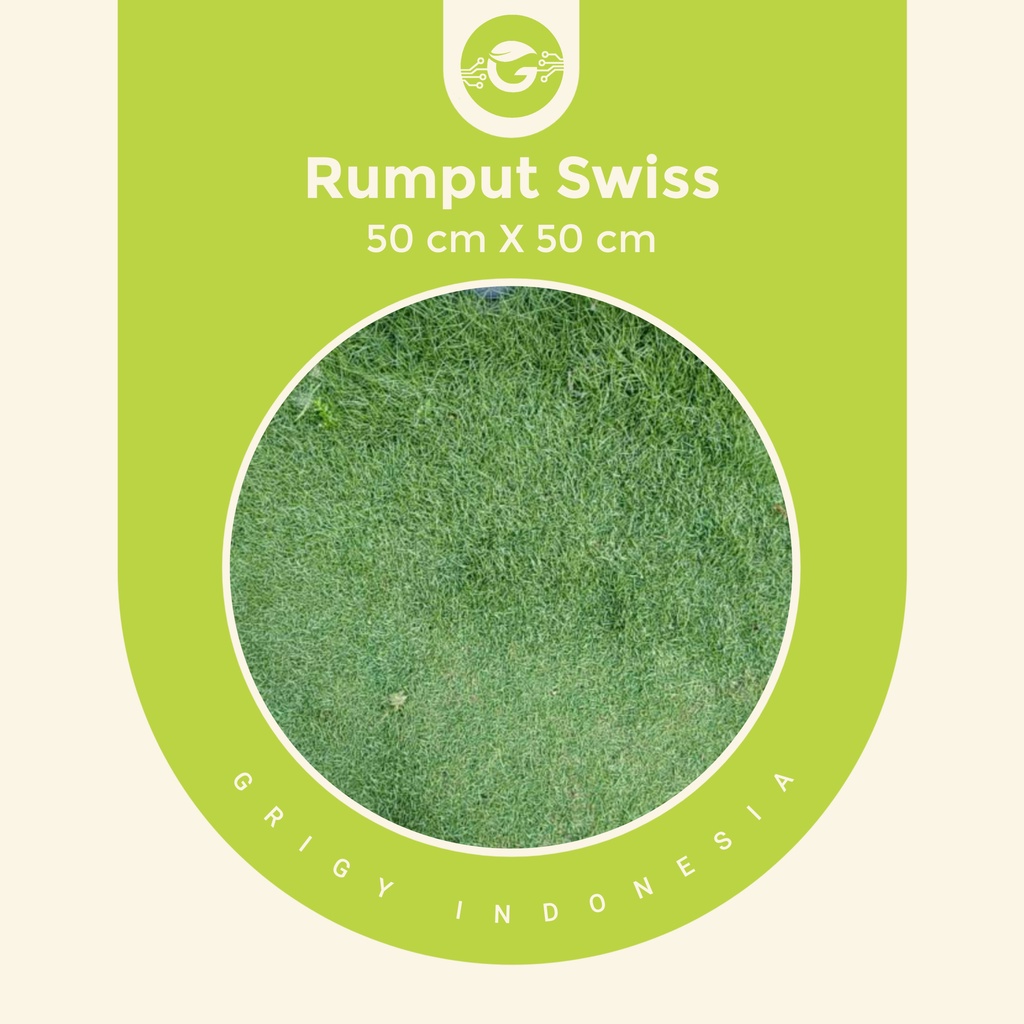 Jual RUMPUT SWISS HIDUP 50 CM X 50 CM | Shopee Indonesia