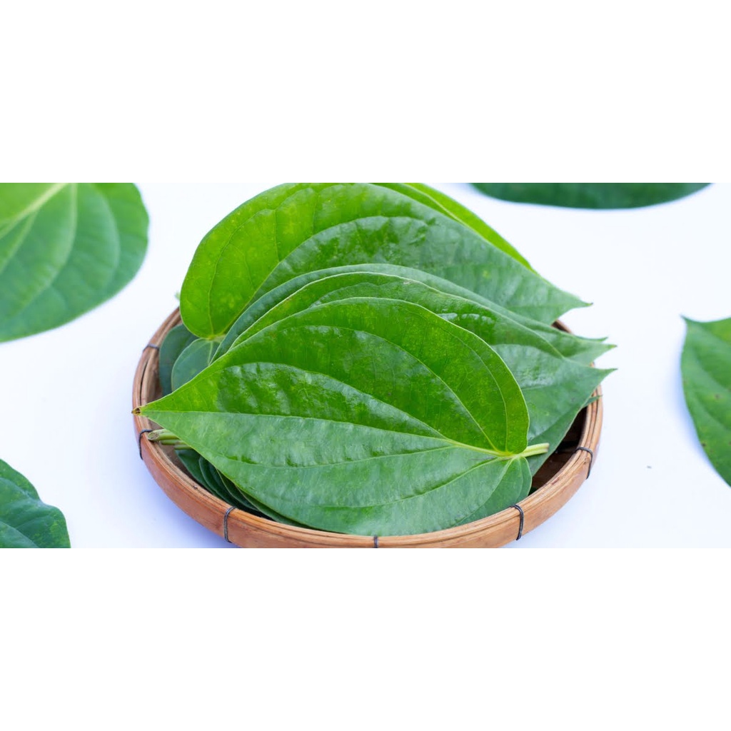 Jual daun sirih /daun sirih segar daun sirih hijau | Shopee Indonesia
