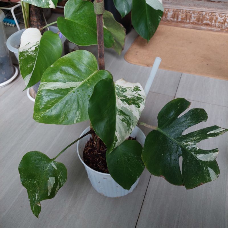 Jual monstera variegata (monvar) | Shopee Indonesia