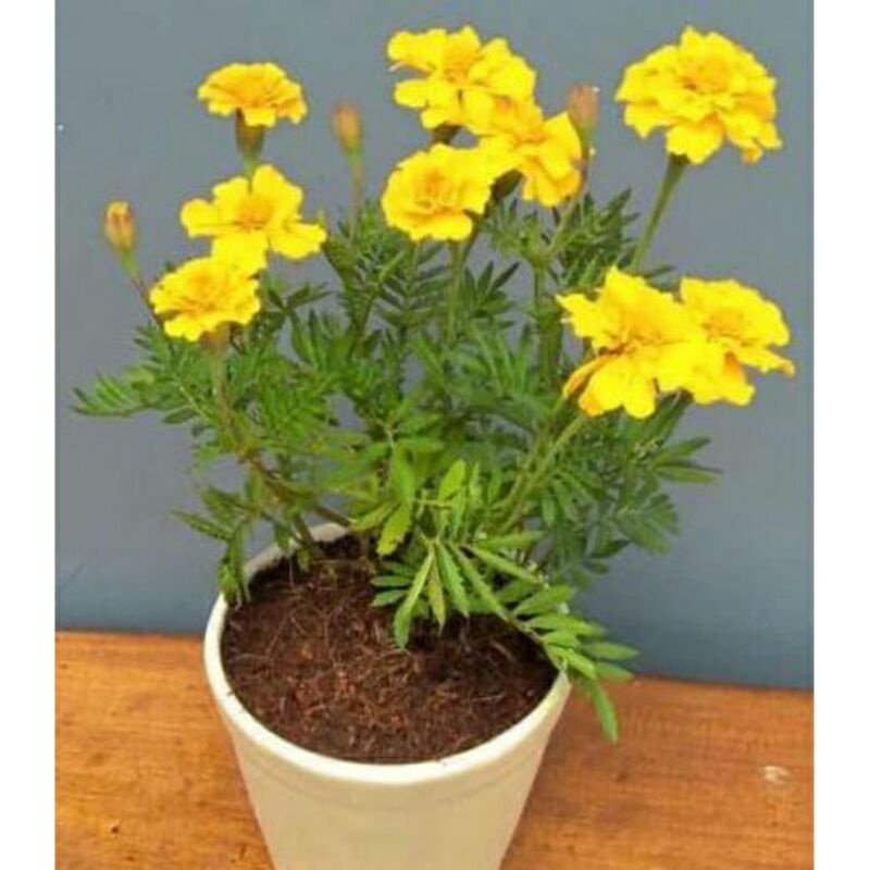 Jual bunga Tai ayam suyok marigold marigold kuning orange | Shopee ...
