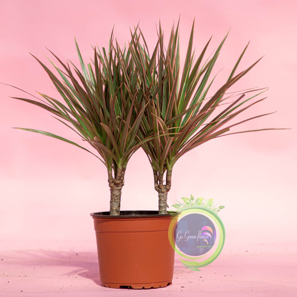 Jual TREE COLOUR Dracaena marginata dragon tree Tricolor dan Colorama ...