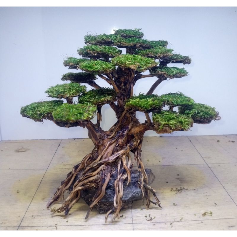 Jual bonsai aquascape aquarium sudah terpasang moss weeping Shopee
