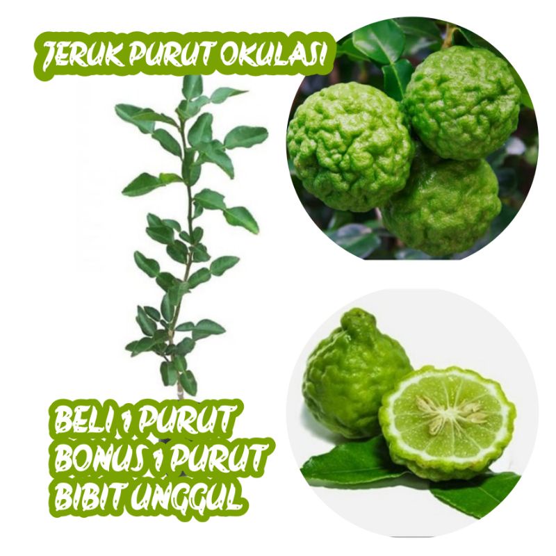 Jual Bibit Jeruk Purut Cepat Buah And Berbuah Beli 5 Bonus 2 Jeruk Nipis