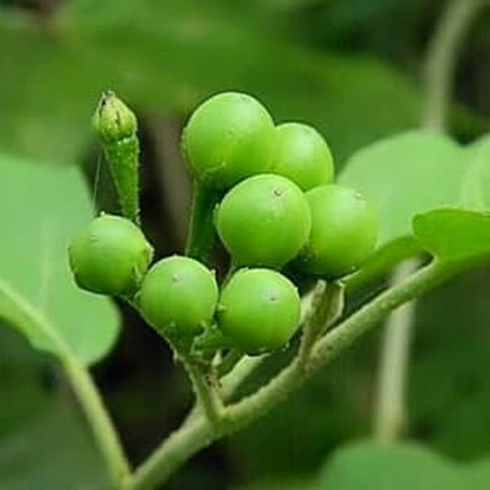 Jual TAKOKAK 200 gram CEPOKAK/RIMBANG/TERUNG PIPIT SEGAR COD | Shopee ...