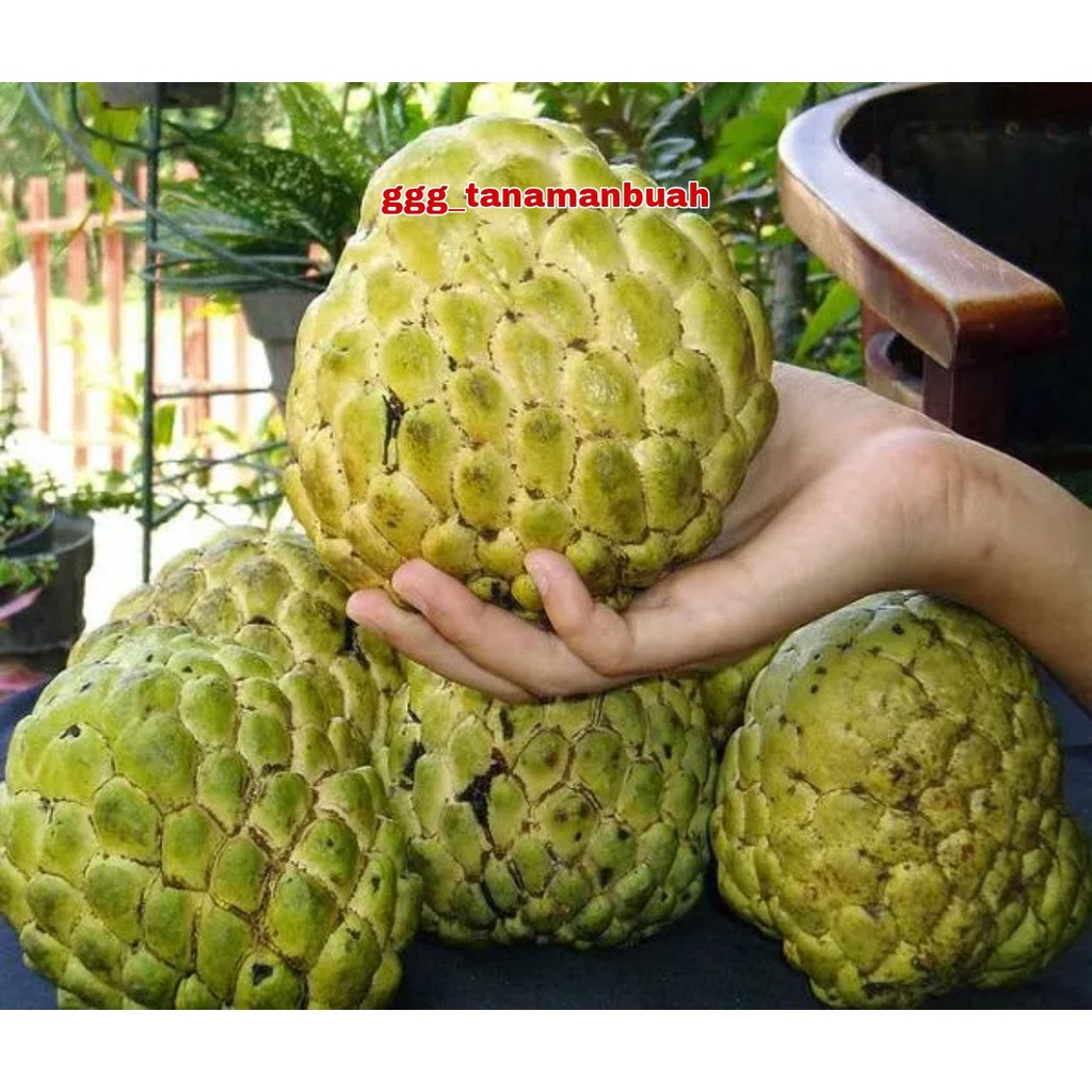 Bibit Srikaya Jumbo Super Cepat Berbuah Spesial