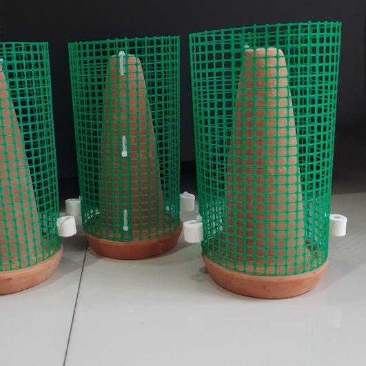 Jual cone discus cone untuk telur ikan discus cone breeding discus ...