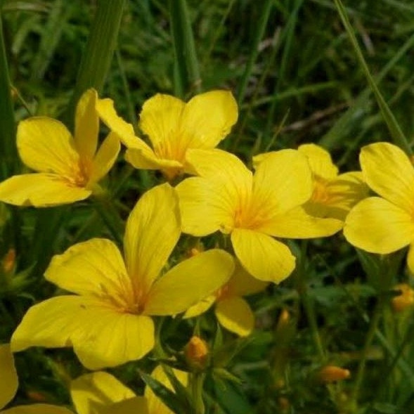 Jual Benih Bunga Golden Flax / Yellow Flax Seed / Biji Rami Kuning ...