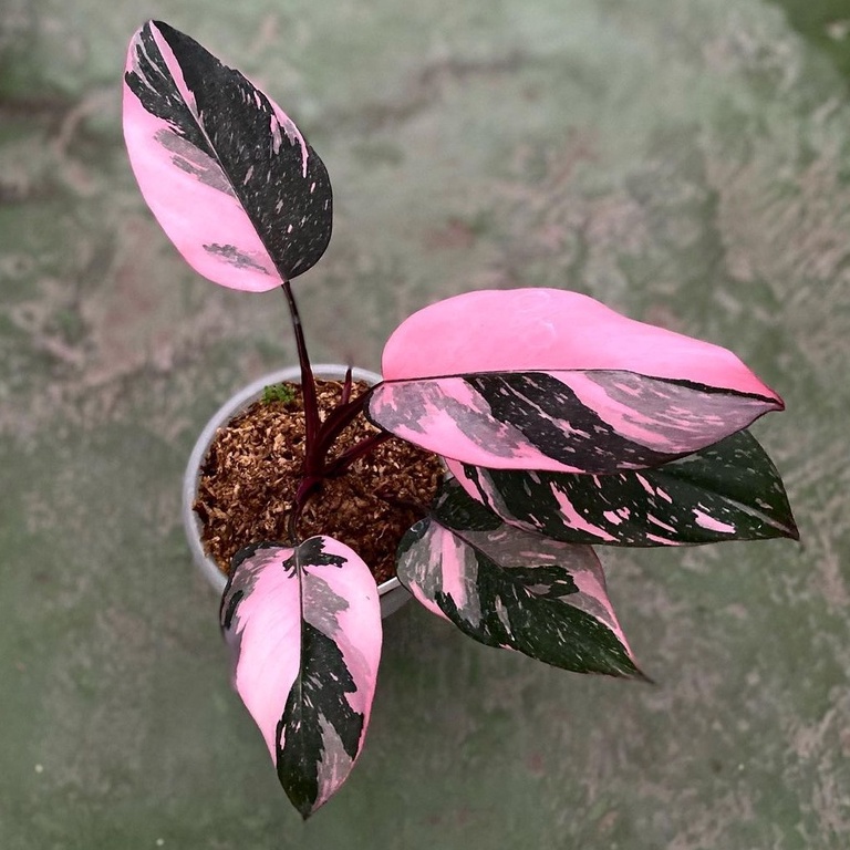 *Promo* Philodendron Pink Princess