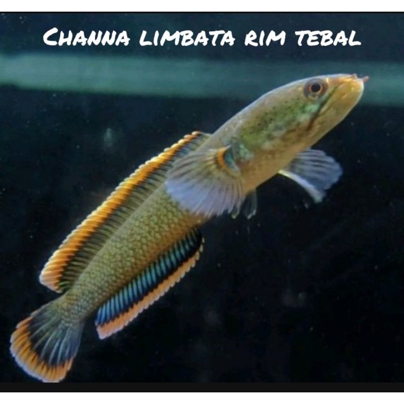 Jual channa limbata rim tebal | Shopee Indonesia