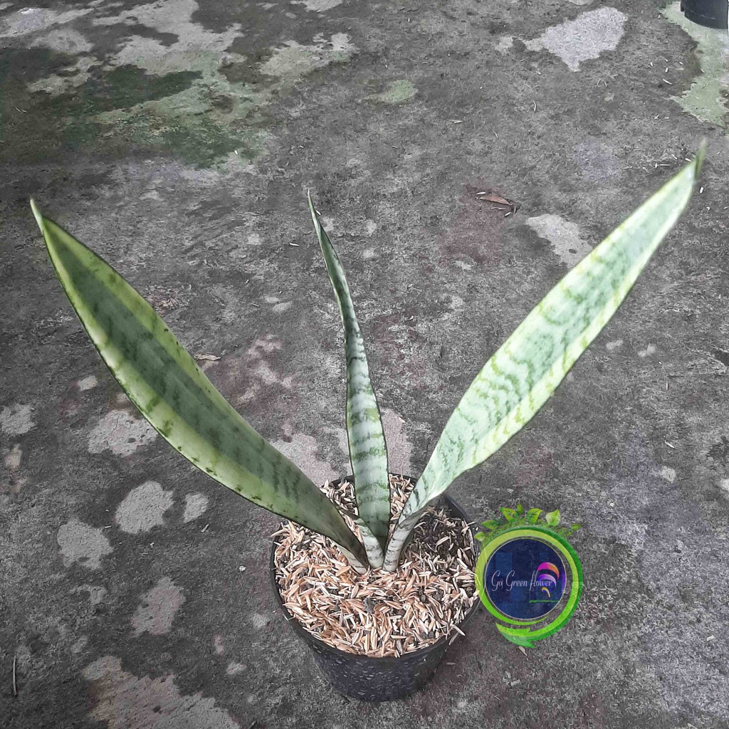 Jual Tanaman Lidah Mertua Sansevieria Trifasciata Laurentii TANAMAN ...