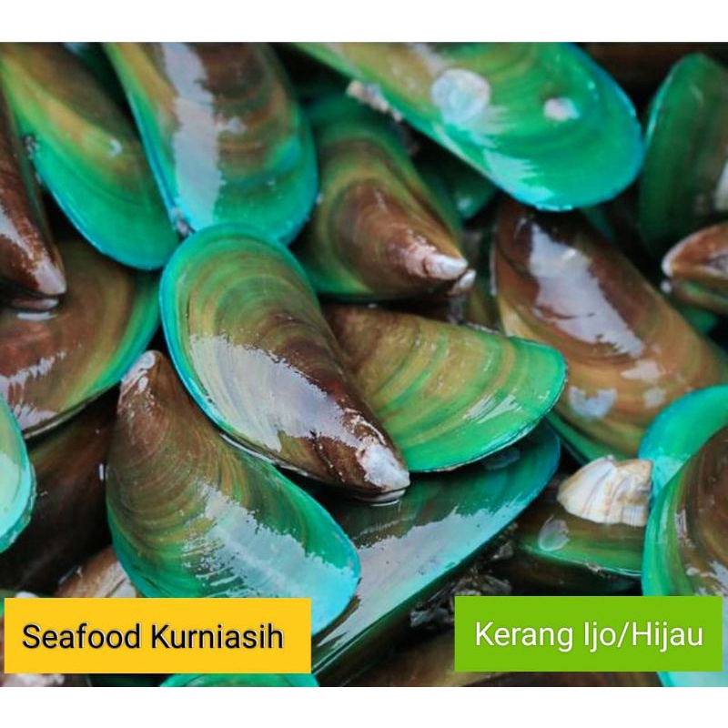 Jual Kerang Hijau / Kerang Ijo (Go Send Only) | Shopee Indonesia