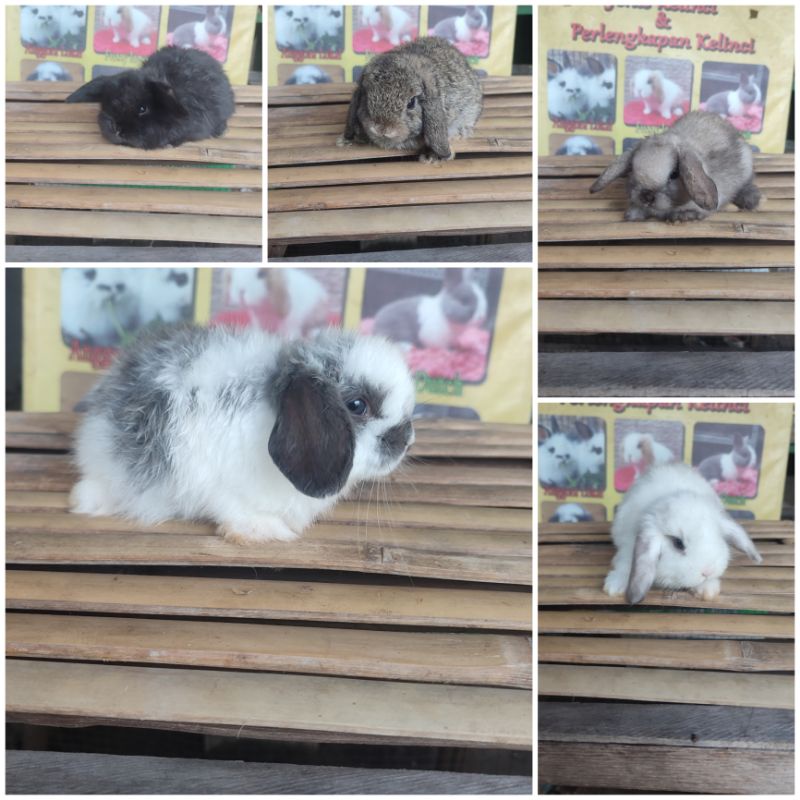 Jual KELINCI IMUT DAN LUCU JENIS HOLLAND LOP TELINGA TURUN Shopee