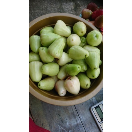 Jual Jambu air madu deli hijau 1kg | Shopee Indonesia