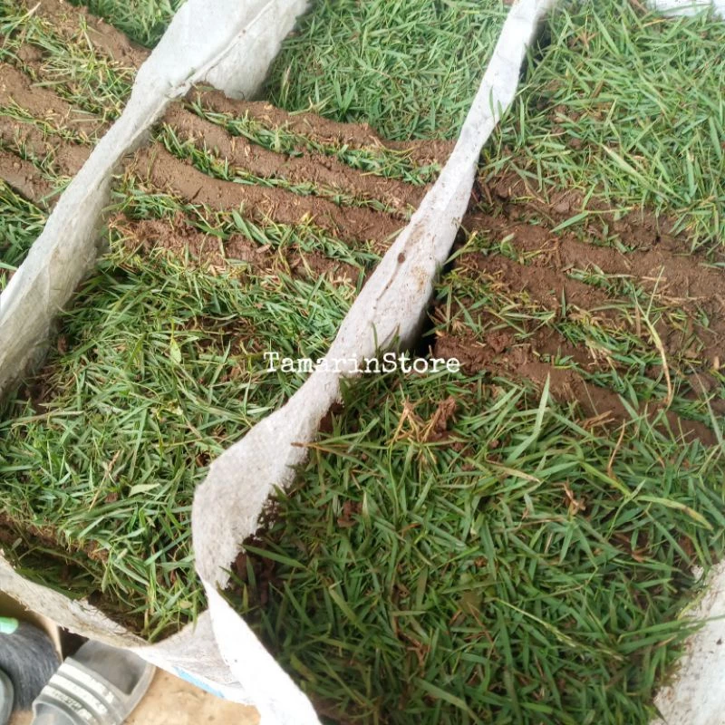 Jual Rumput Jepang Surabaya