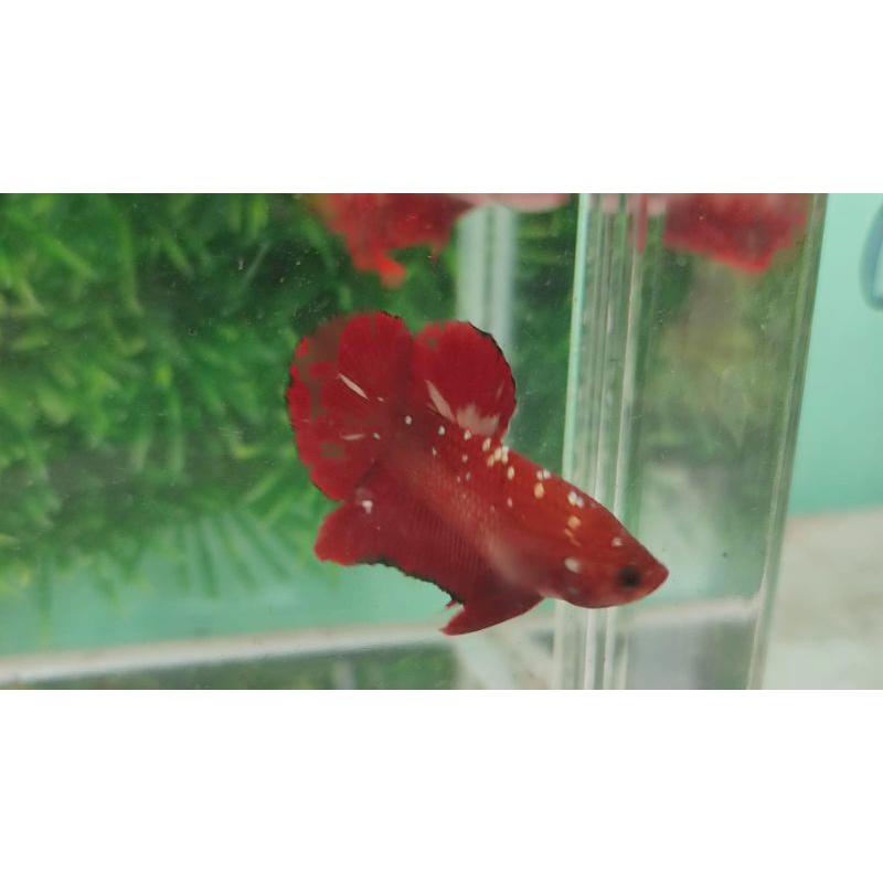 Jual Cupang RGG | Shopee Indonesia