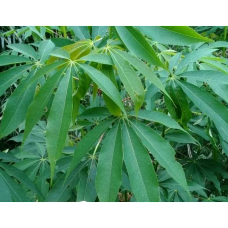 Jual daun randu segar 1KG | Shopee Indonesia