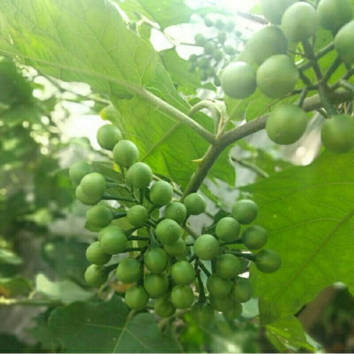 Jual new Buah Pokak / Tekokak / Terung pipit / Rimbang segar 200gr ...