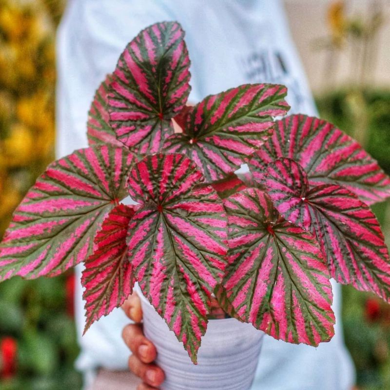 Jual Tanaman hias begonia revirimosa / begonia rex wallet walet ...