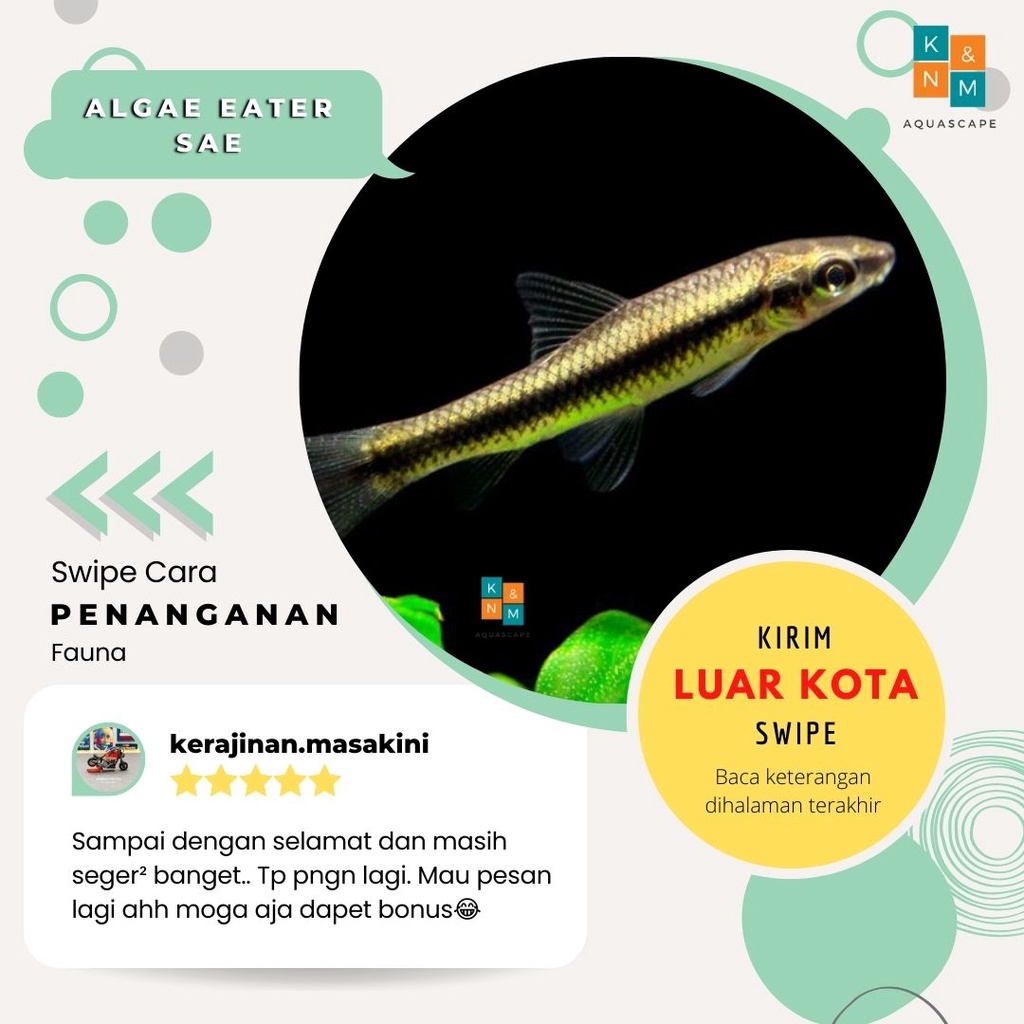 Jual Sae Siamensis Algae Eater Ikan Hias Air Tawar Aquarium Aquascape