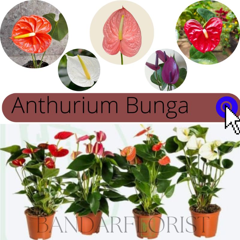 Jual Tanaman Bunga Anthurium Bangkok - Sudah berbunga -Anthorium ...