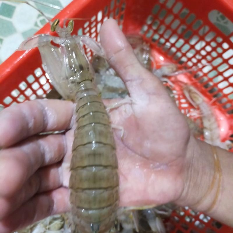Jual udang ronggeng kecil hidup | Shopee Indonesia