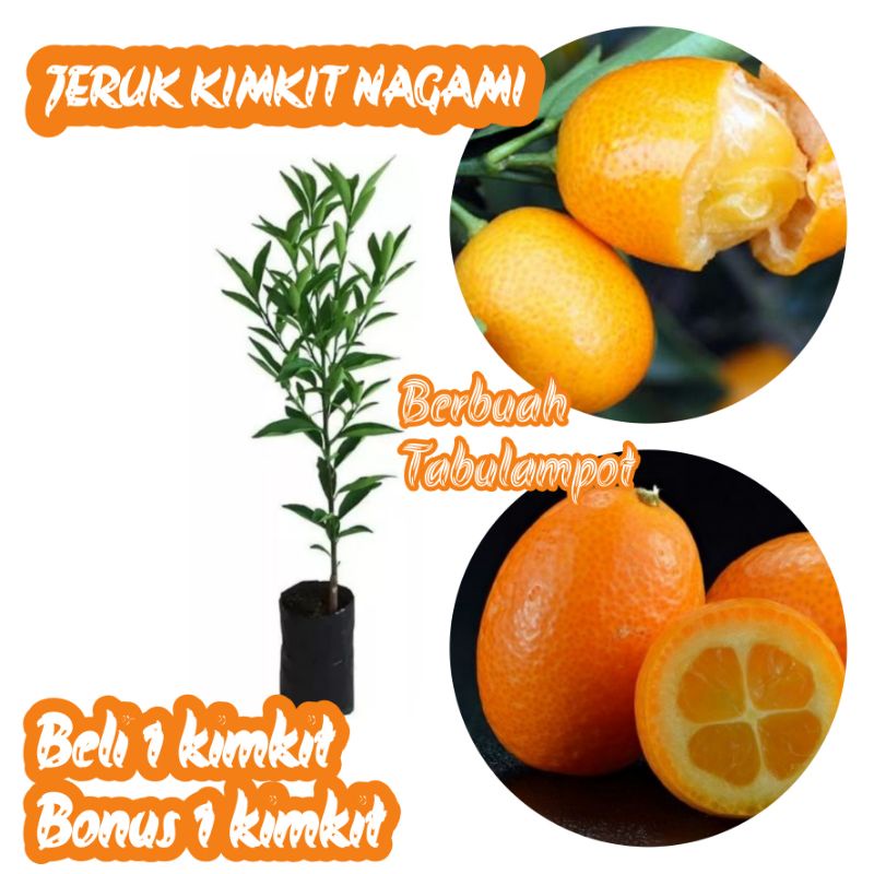 Jual Bibit Buah Jeruk Kimkit Nagami Okulasi Unggulan Terbaik Shopee