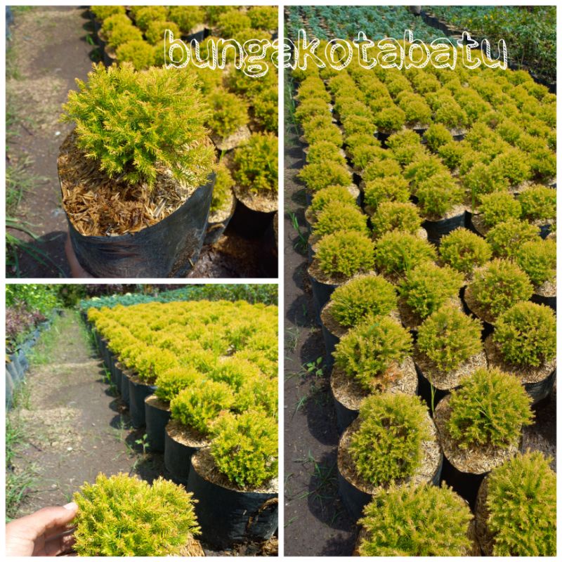 Tanaman Hias Bibit Cemara Rain Gold