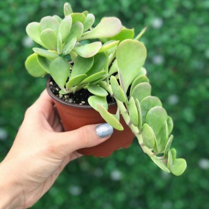 Jual Sukulen Trailing Jade Plant / Jade Gantung | Shopee Indonesia