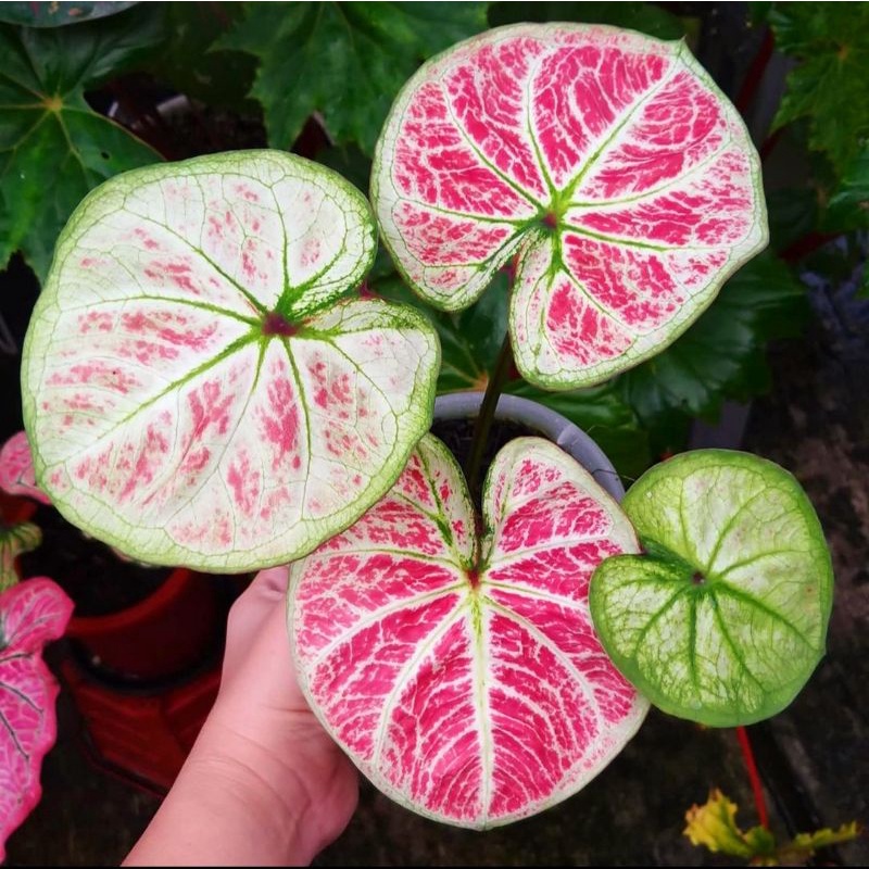 Jual Caladium big bos tembikai 1-3 Daun Tanaman Keladi Hias Murah Impor ...