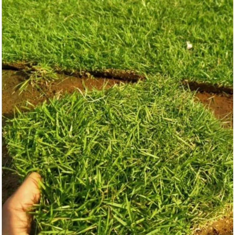 Jual Rumput Jepang Surabaya