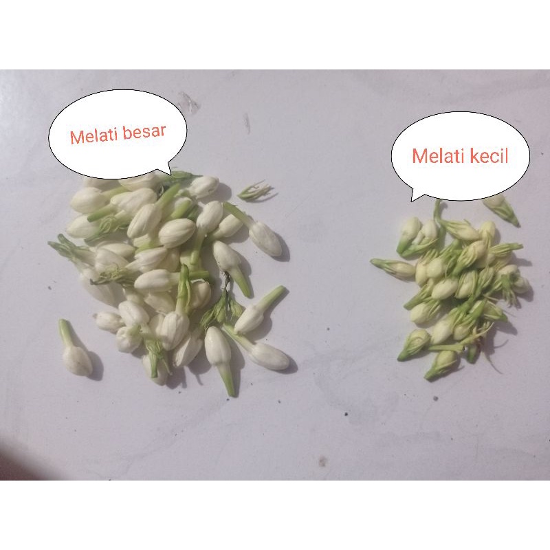 Jual Melati Asli Roncean ronce Pernikahan Akad cewek cowok pengantin ...