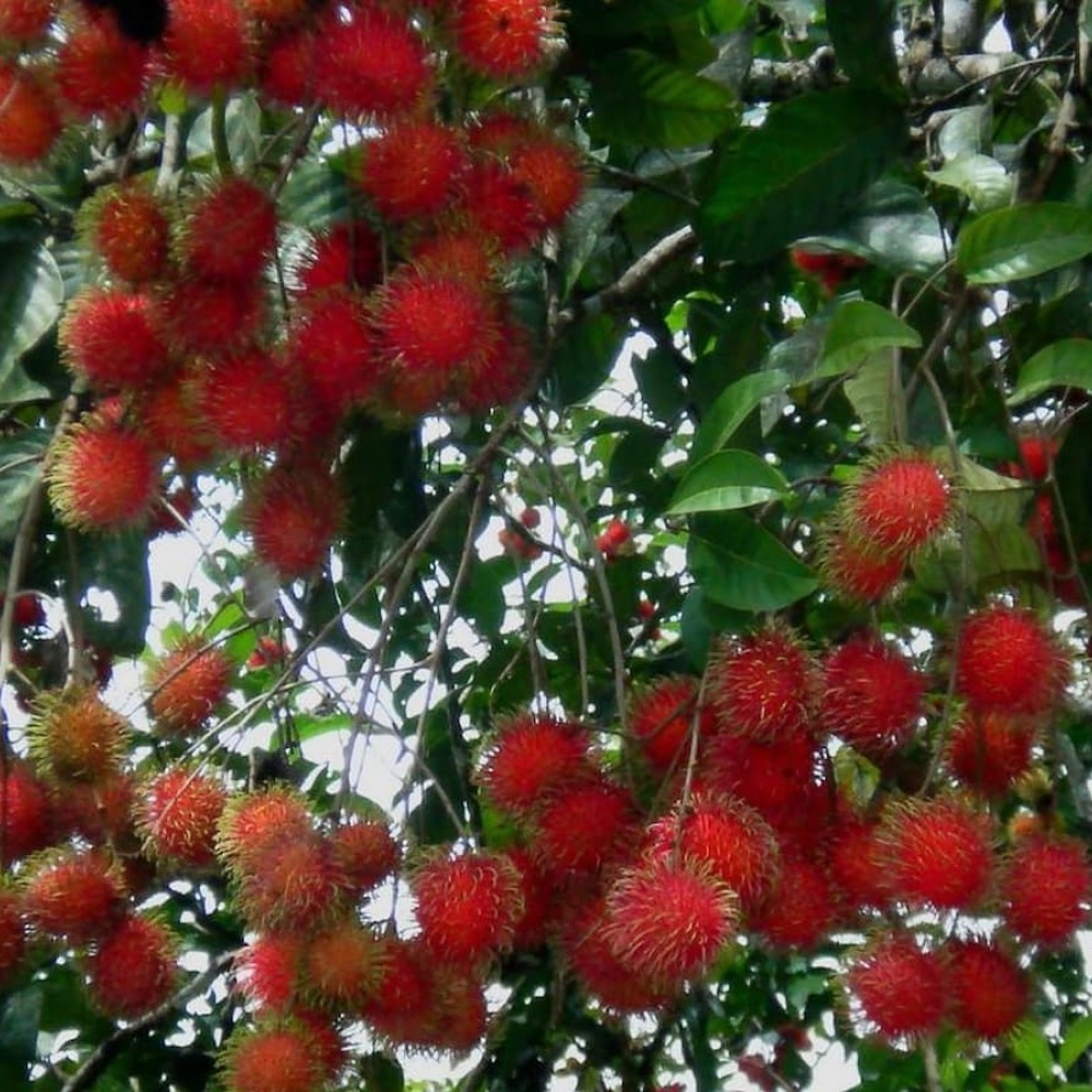 Jual Bibit rambutan binjai sweet | Tanaman Buah Rambutan cepat berbuah ...