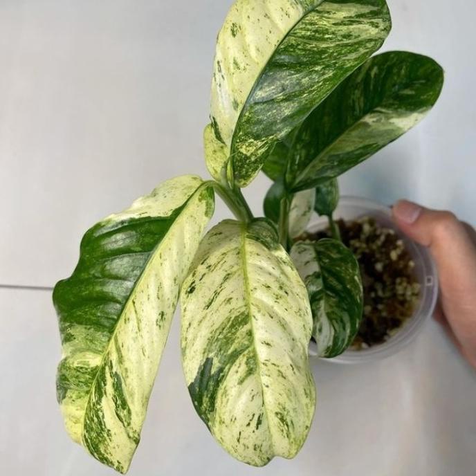 Jual rhaphidophora puberula variegata | Shopee Indonesia