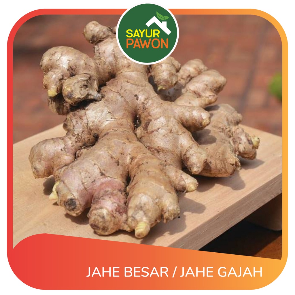 Jual Jahe Besar / Jahe Gajah per 500 Gr Sayur Pawon Jogja Shopee