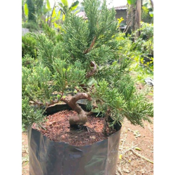 Jual Bonsai Cemara Terlengkap & Harga Terbaru Juli 2026 | Shopee Indonesia