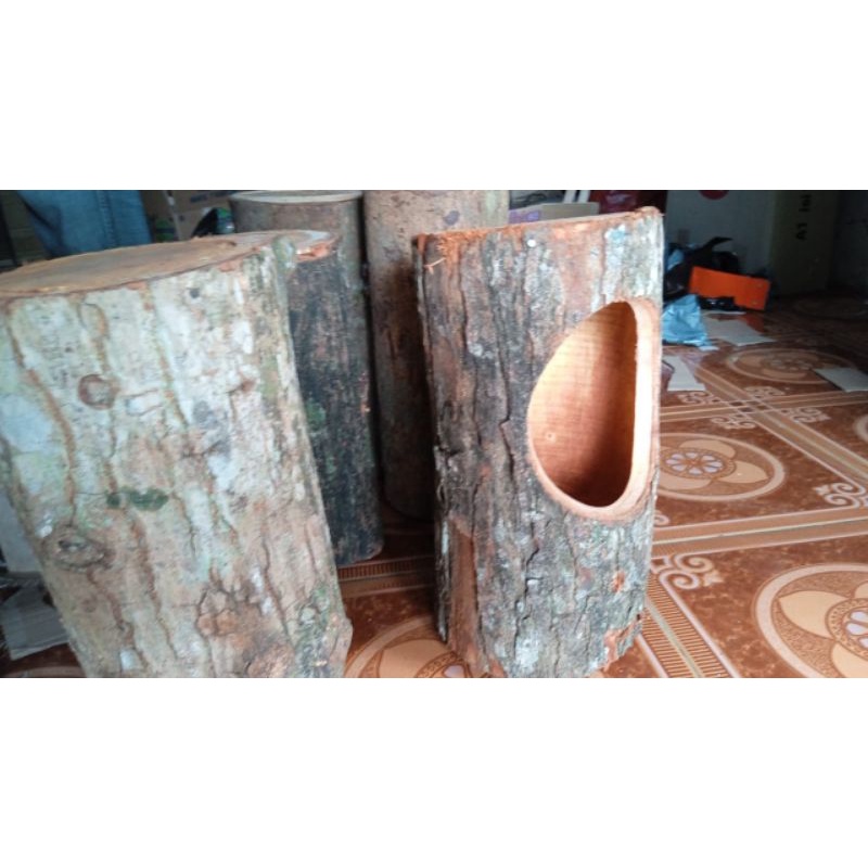 Jual Glodok Pohon Glodok Batang Kayu Shopee Indonesia