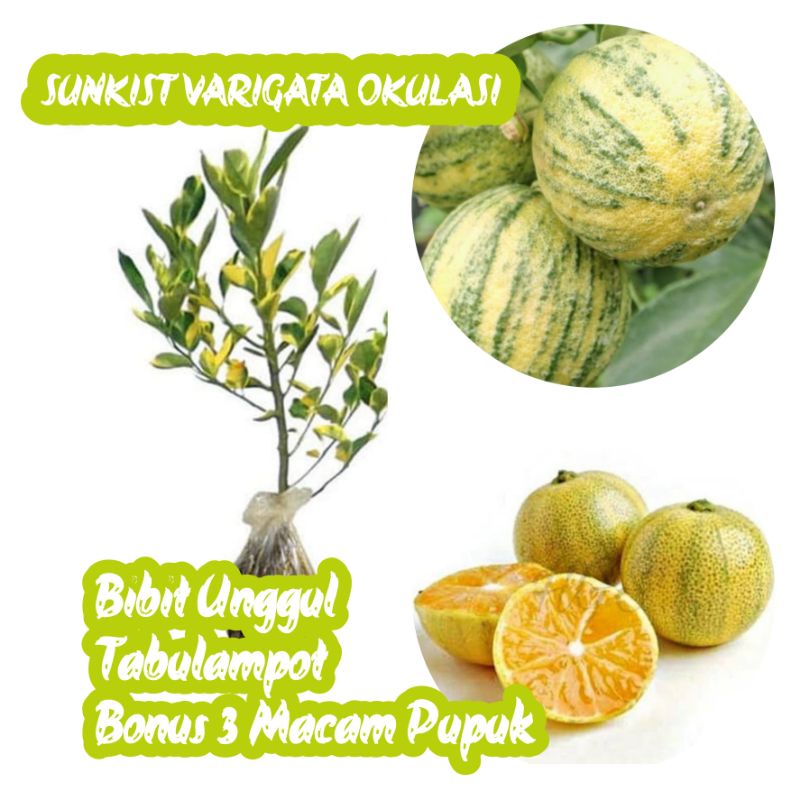 Jual Bibit Jeruk Sunkist Varigata Okulasi Cepat Berbuah Shopee Indonesia 2626