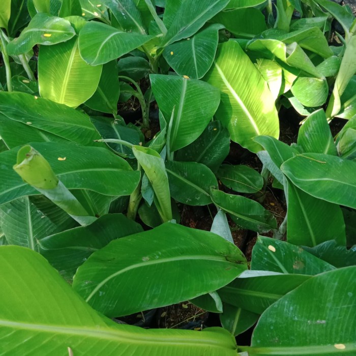 Jual Bibit tanaman pisang raja sajen/untuk pengantinan,sdh siap Tanam ...