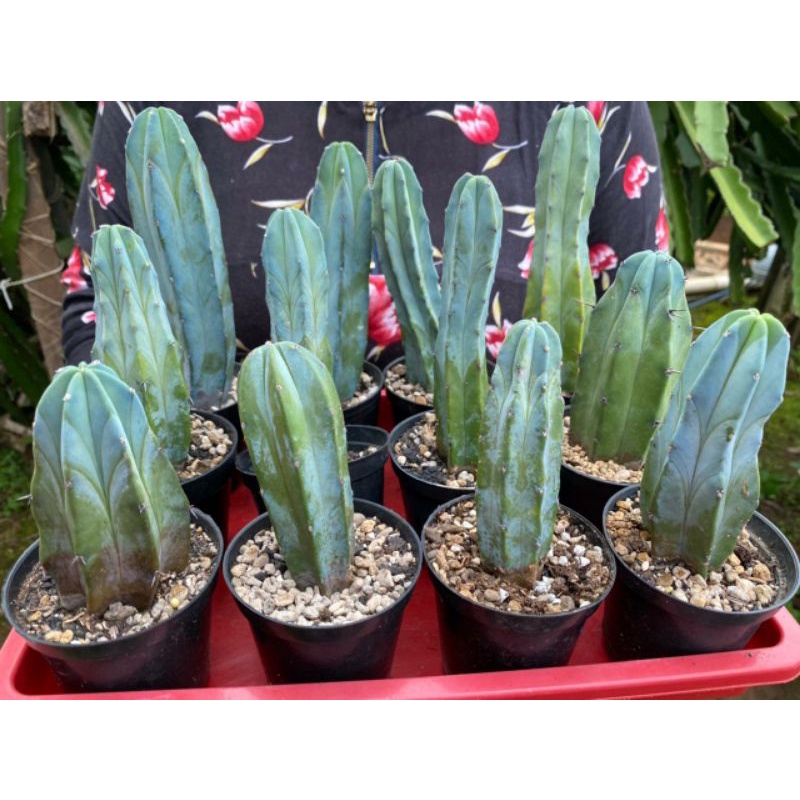 monstera soil Monstera Imperial Potting Soil Mix Standard Bag