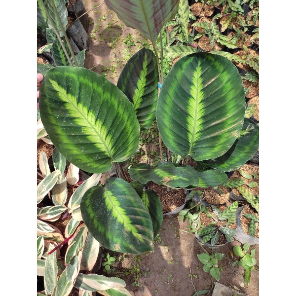 efeutute jade Efeutute | Epipremnum main image 0